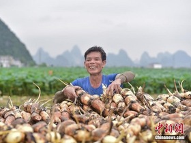 Tibanya Musim Tunai Akar Teratai di Guangxi