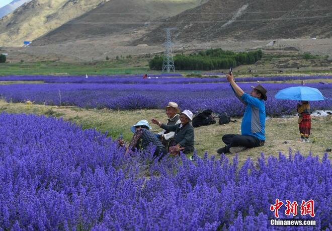 Bunga Lavender Bermekaran di Tibet_fororder_33333