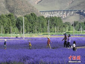 Bunga Lavender Bermekaran di Tibet