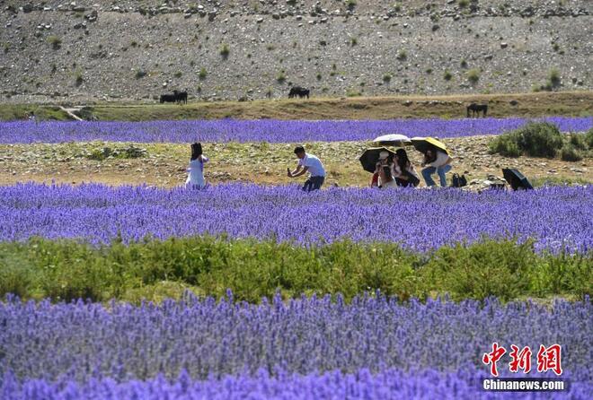 Bunga Lavender Bermekaran di Tibet_fororder_22222