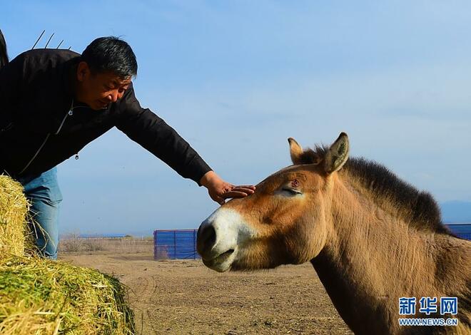 Pusat Pembiakan dan Penyelidikan Kuda Liar di Xinjiang_fororder_1127370583_16192675471501n