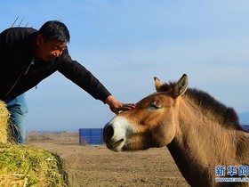 Pusat Pembiakan dan Penyelidikan Kuda Liar di Xinjiang