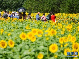 Bunga Matahari Bermekaran di Taman Olimpik Beijing