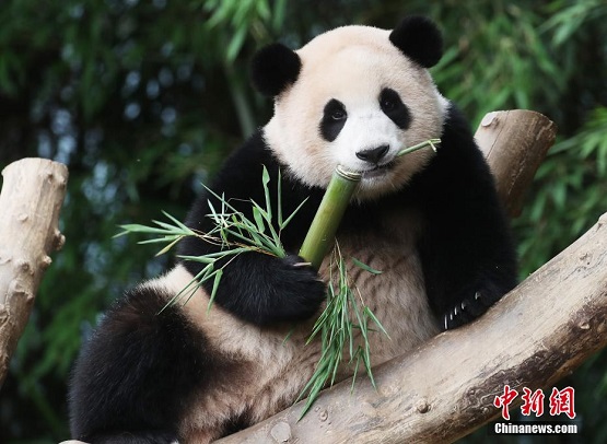 Panda Gergasi Sambut Hari Jadi Pertama di Korea Selatan_fororder_322