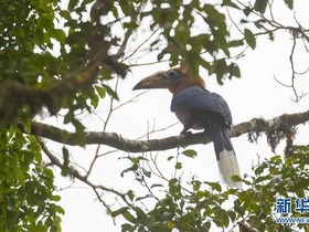 Burung Enggang Leher Warna Coklet Ditemui di Yunnan
