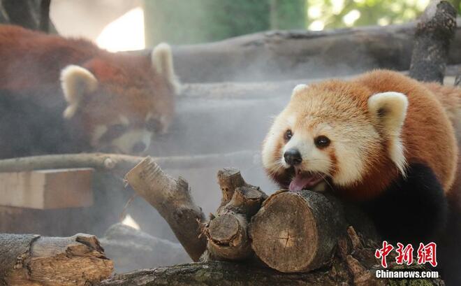 Haiwan Nikmati  Kesejukan di Zoo Hangzhou_fororder_1
