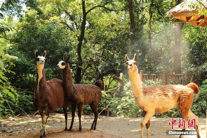 Haiwan Nikmati  Kesejukan di Zoo Hangzhou_fororder_111