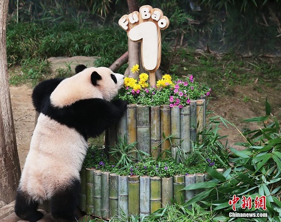 Panda Gergasi Sambut Hari Jadi Pertama di Korea Selatan_fororder_321
