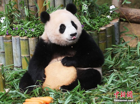 Panda Gergasi Sambut Hari Jadi Pertama di Korea Selatan_fororder_323