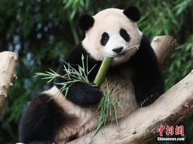 Panda Gergasi Sambut Hari Jadi Pertama di Korea Selatan