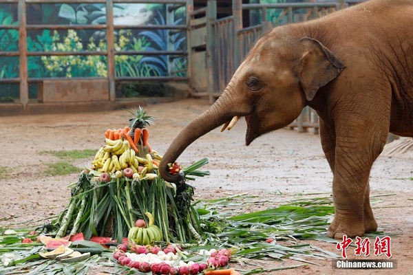 Aktiviti Hari Gajah Dunia di Zoo Kunming_fororder_211