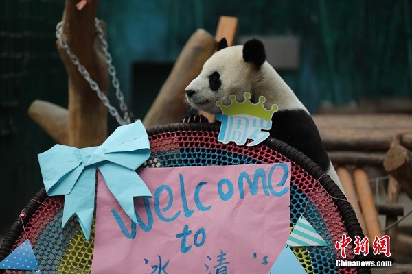 Panda Gergasi Sambut Hari Jadi di Zoo Shenyang_fororder_223