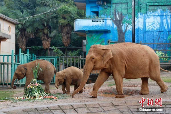 Aktiviti Hari Gajah Dunia di Zoo Kunming_fororder_212