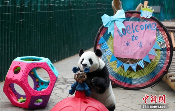Panda Gergasi Sambut Hari Jadi di Zoo Shenyang_fororder_222