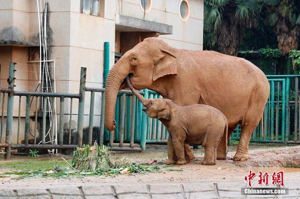 Aktiviti Hari Gajah Dunia di Zoo Kunming_fororder_213