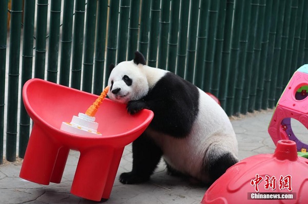 Panda Gergasi Sambut Hari Jadi di Zoo Shenyang_fororder_221