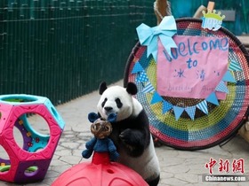 Panda Gergasi Sambut Hari Jadi di Zoo Shenyang