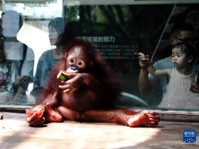 Orangutan Mulai Belajar