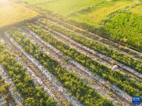 Kesibukan Pertanian di Kaunti Daoxian, Hunan