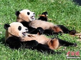 Comelnya Anak Panda Gergasi!