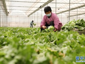 Pertanian Berkecekapan Tinggi Berkembang di Longyao