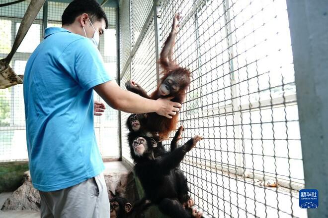 Orangutan Mulai Belajar_fororder_7a