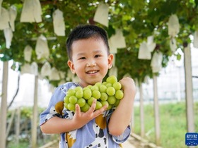 Tuaian Anggur, Penjana Pendapatan Petani Jiangsu