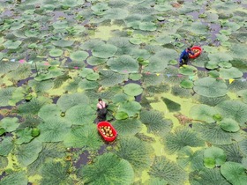 Musim Menuai Euryale ferox Salisb di Jiangsu