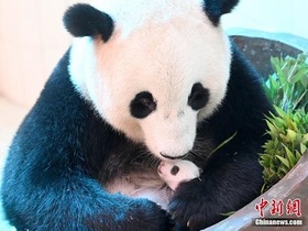 Kebarangkalian Kematian Bayi Panda Gergasi Sifar