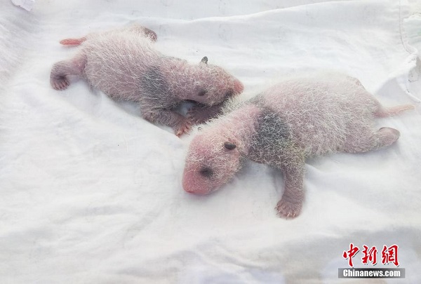 Tambah Lagi Bayi Panda Kembar di Chongqing_fororder_411