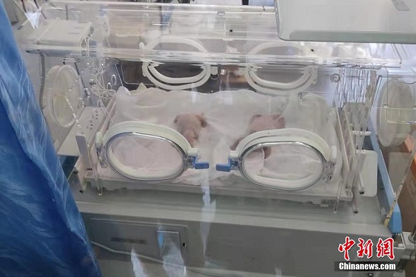 Tambah Lagi Bayi Panda Kembar di Chongqing_fororder_413