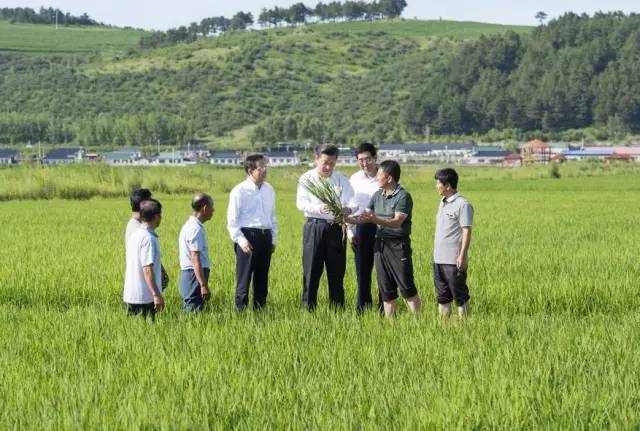 توجه رییس جمهور چین به امور کشاورزی_fororder_4523445324