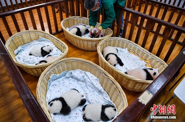 Lapan Anak Panda Gergasi yang Comel_fororder_213