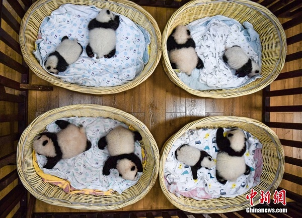 Lapan Anak Panda Gergasi yang Comel_fororder_212
