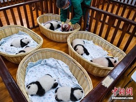 Lapan Anak Panda Gergasi yang Comel