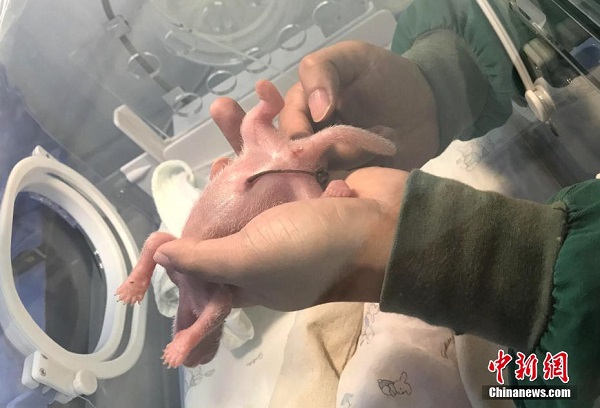 Tambah Lagi Bayi Panda Kembar di Chongqing_fororder_412