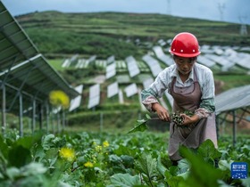 Gabungan Fotovoltaik-Pertanian di Weining