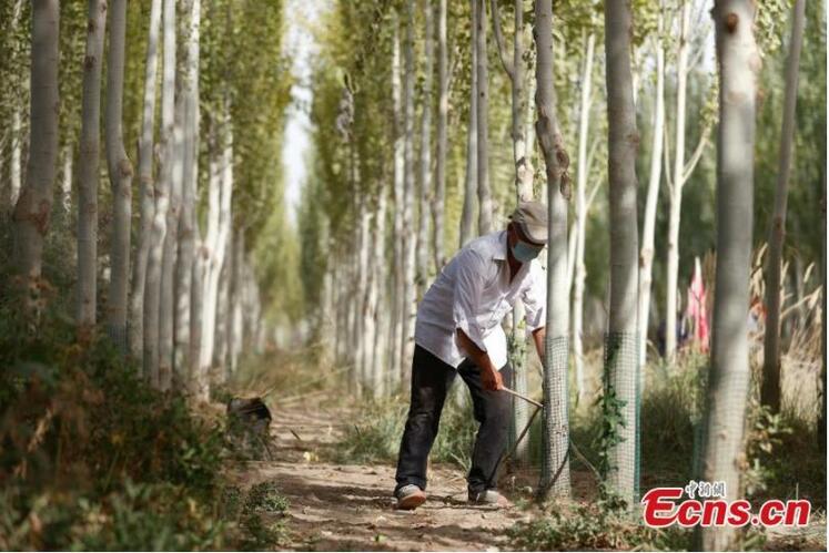اجرای موفقیت آمیز پروژه بیابان زدایی «حصار زیست محیطی سبز » در شین جیانگ_fororder_2