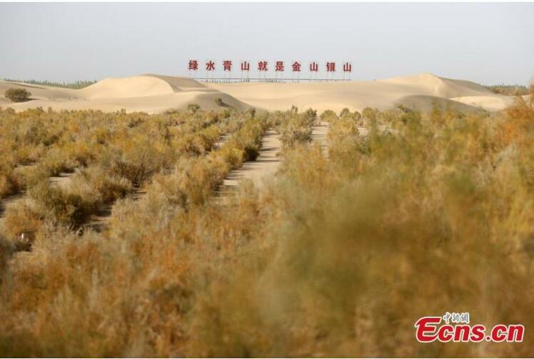 اجرای موفقیت آمیز پروژه بیابان زدایی «حصار زیست محیطی سبز » در شین جیانگ_fororder_1