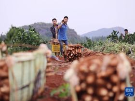 Akar Kemenyan, Penjana Pendapatan Petani di Yongzhou