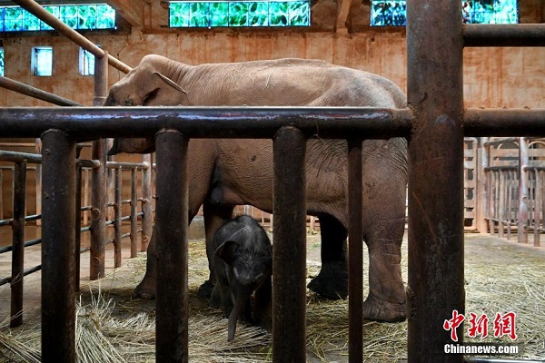 Bayi Gajah Asia di Zoo Kunming_fororder_523