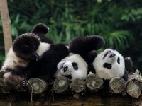 Bayi Panda Gergasi di Sichuan