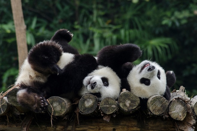 Bayi Panda Gergasi di Sichuan_fororder_pp