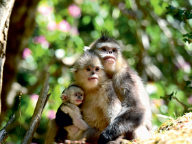 Monyet Emas Yunnan