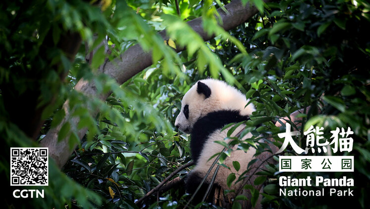 تاسیس رسمی اولین مجموعه پارک‌های ملی چین با هدف حفاظت از گونه‌های زیستی_fororder_010970d76802447183c901f903b12c59