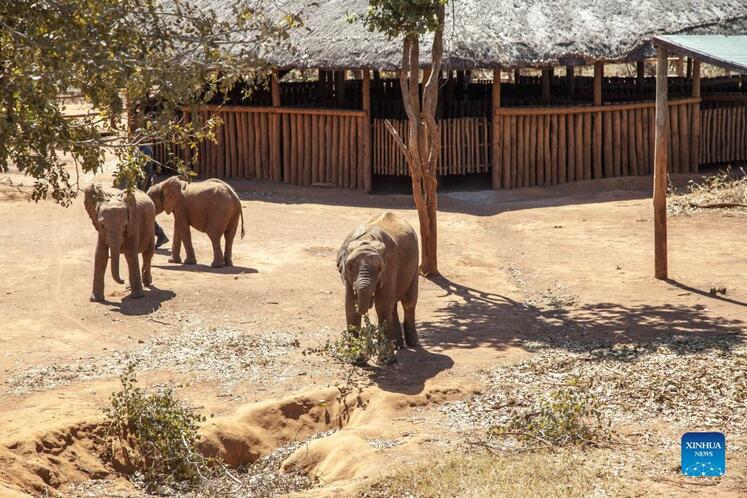 بچه فیل ها در یتیم خانه زامبیا پناهگاهی پیدا کردند_fororder_14-2