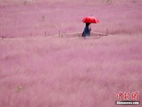 Hamparan Rumput Berwarna Merah Jambu Dibanjiri Pengunjung