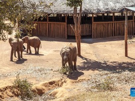 بچه فیل ها در یتیم خانه زامبیا پناهگاهی پیدا کردند