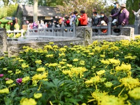 Bunga Kekwa Bermekaran di Jinan