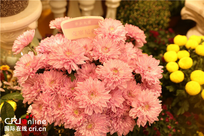 चीन के खैफ़ंग में 32 लाख बर्तन गुलदाउदी फूल खिले_fororder_5